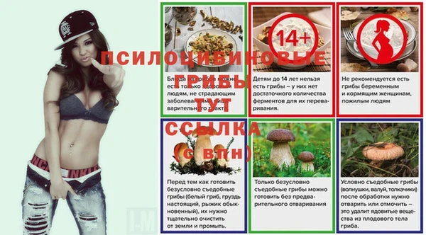 шишки Верея